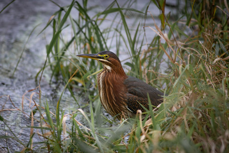 bird-3.jpg