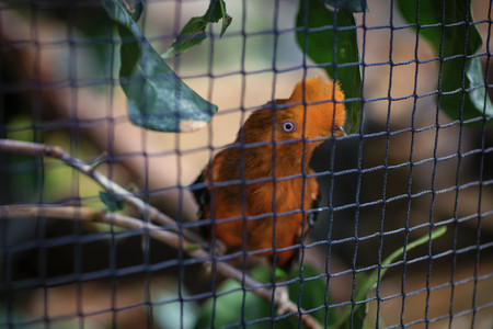 bird.jpg