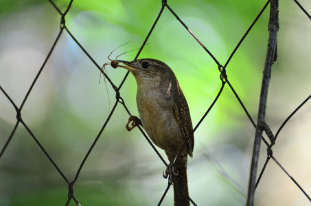 birdfence.jpg