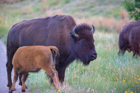 bisonandcalf.jpg