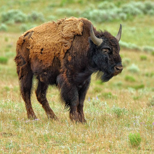 bisonbull.jpg