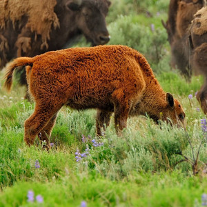 bisoncalf.jpg