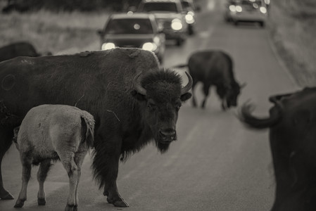 bisonroadcrossing.jpg