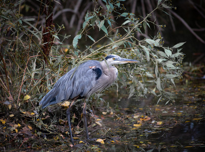 blueheron.jpg