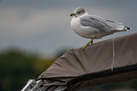 boatshithawk.jpg