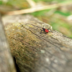 boxelderbug.jpg