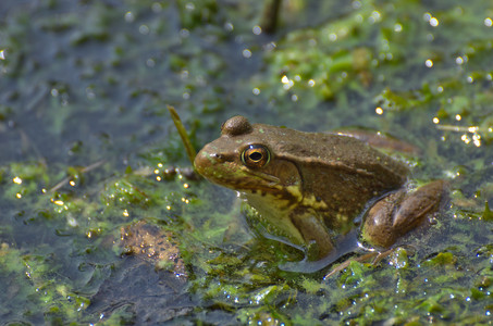 bronzefrog.jpg