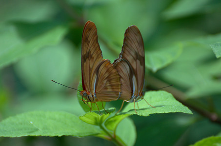 butterflies.jpg