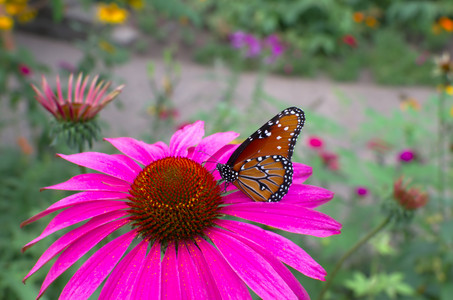 butterflyflower.jpg