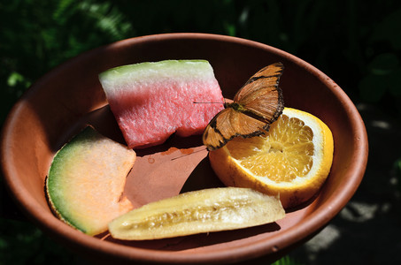 butterflystilllife.jpg