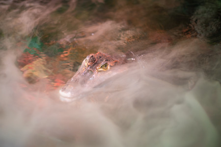 caiman.jpg