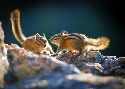 chipmunkfight.jpg