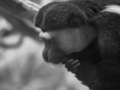 colobusmonkey.jpg