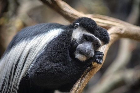 colobusmonkey02.jpg