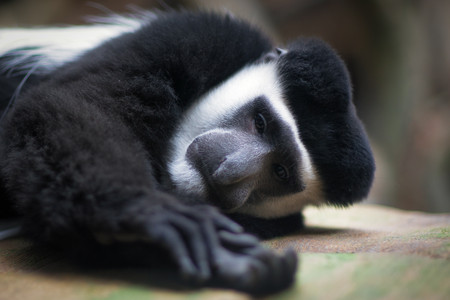 colobusnapping-crop.jpg