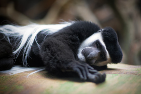 colobusnapping.jpg