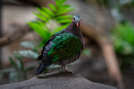 commonemeralddove.jpg