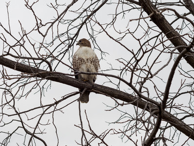 coopershawk.jpg