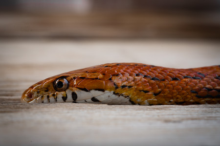 cornsnake.jpg