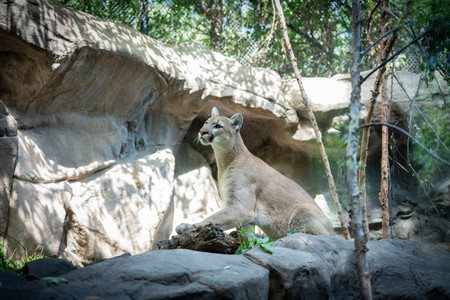 cougar.jpg
