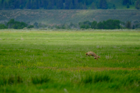 coyote.jpg