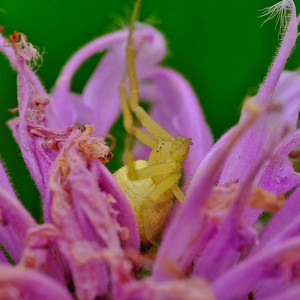 crabspider.jpg