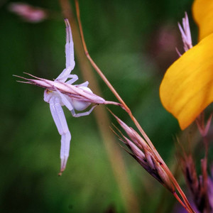crabspider02.jpg
