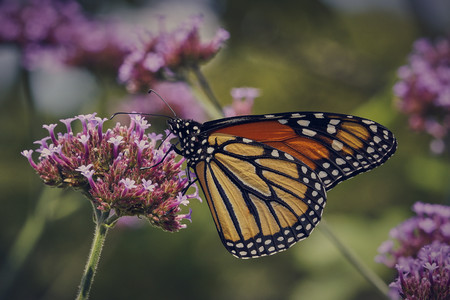 danaus-plexippus.jpg