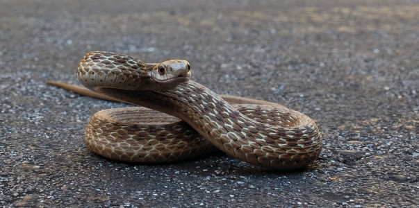 dekaysbrownsnake.jpg