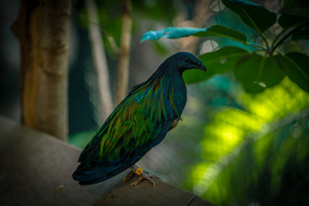 fancybird.jpg