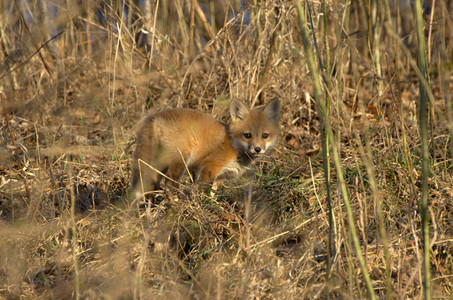 foxkit.jpg