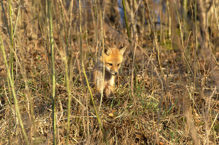 foxkit02.jpg
