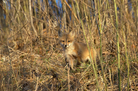 foxkit03.jpg