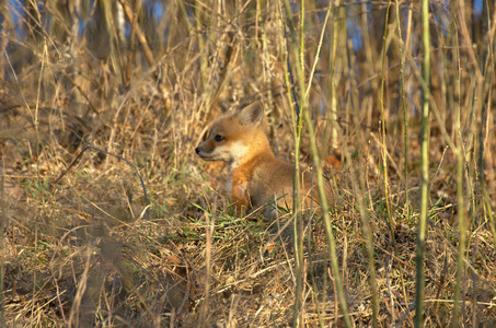 foxkit04.jpg
