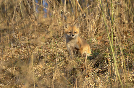 foxkit05.jpg