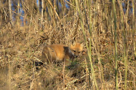 foxkit06.jpg