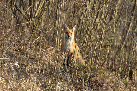 foxmom.jpg
