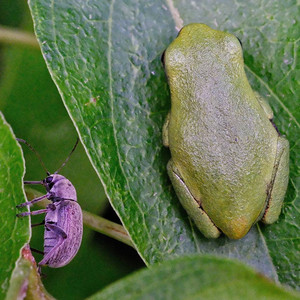 frogandbeetle.jpg