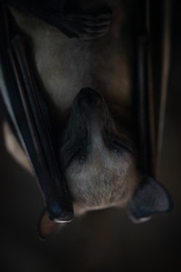 fruitbat.jpg