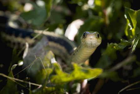 gartersnake.jpg