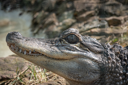 gator.jpg