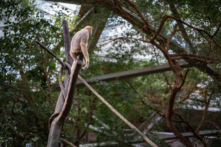 gibbon.jpg