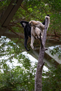 gibbons.jpg