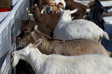 goatfarm.jpg