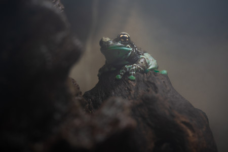 goldeneyedtreefrog.jpg