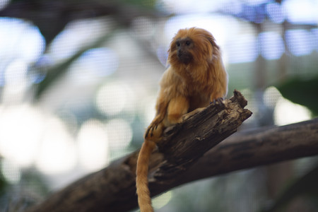 goldenliontamarin-wideopen.jpg