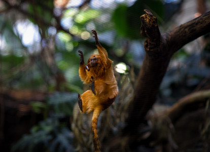 goldenliontamarin.jpg