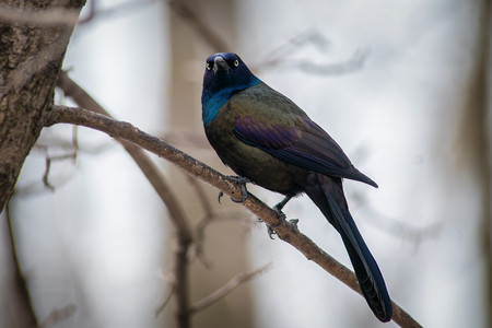 grackle.jpg