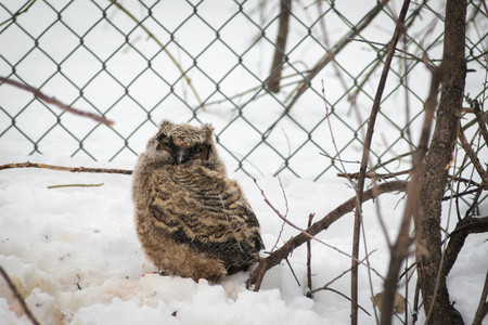 greathornedowlet.jpg