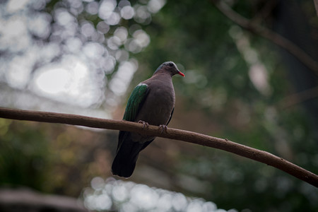 greenwingeddove.jpg